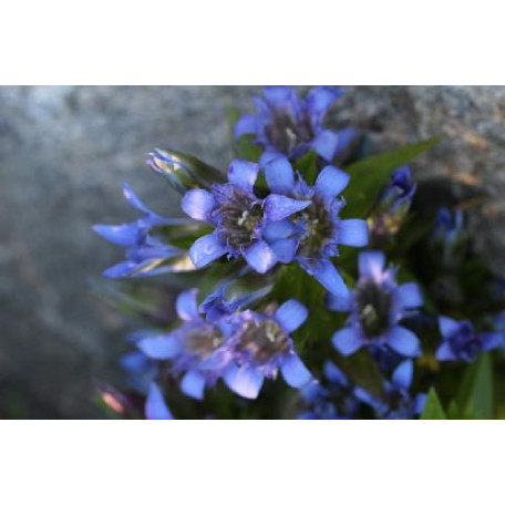 Kaukasisk fransgentiana