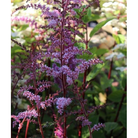 Astilbe