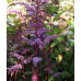 Astilbe