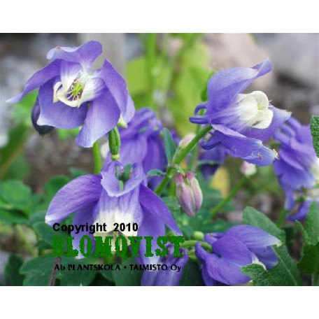 Japansk akleja Japansk akleja