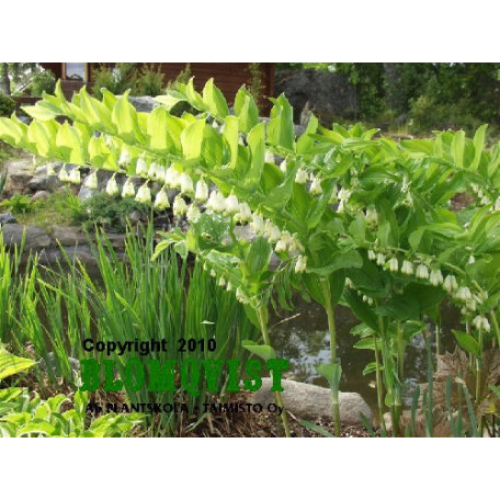 Jätterams Jätterams