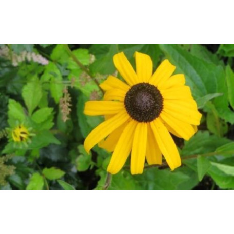 Strålrudbeckia