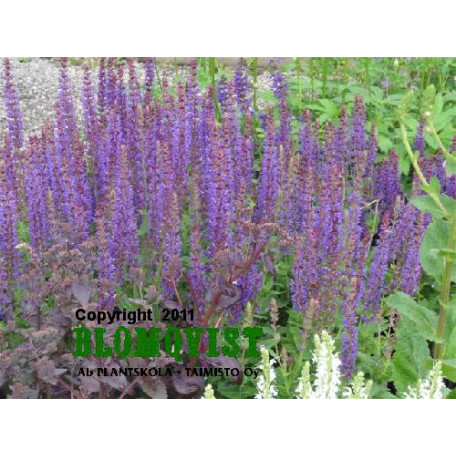 Salvia