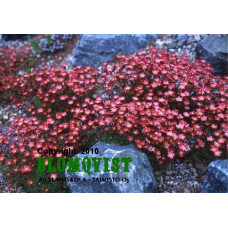 Rosenbräcka Rosenbräcka