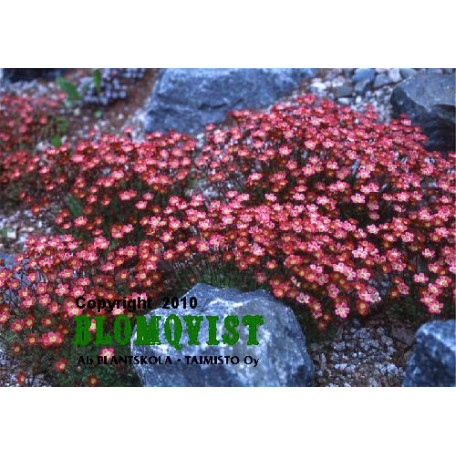 Rosenbräcka Rosenbräcka