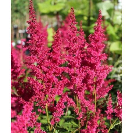 Astilbe