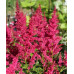 Astilbe