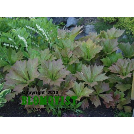 Bronsrodgersia