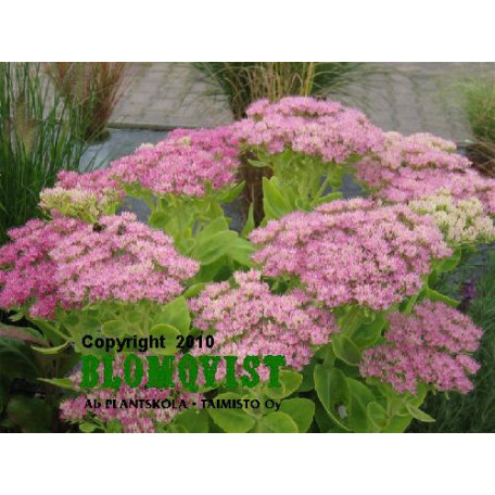 Kinesisk kärleksört Kinesisk kärleksört