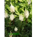 Astilbe