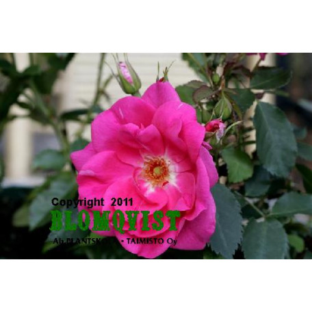 Rosa `Frontenac`