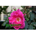 Rosa `Frontenac`