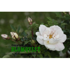 Pimpinellros Pimpinellros