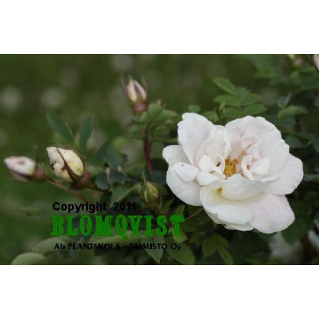 Pimpinellros Pimpinellros