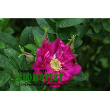 Rotes Meer Rotes Meer