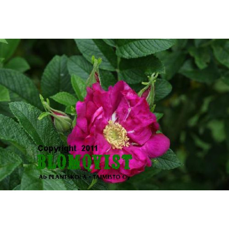 Rotes Meer Rotes Meer