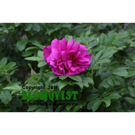 Rosa `Belle Potevin´