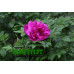 Rosa `Belle Potevin´