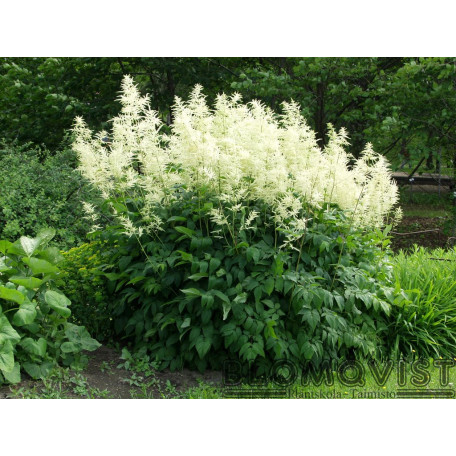 Plymspirea