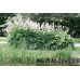 Plymspirea