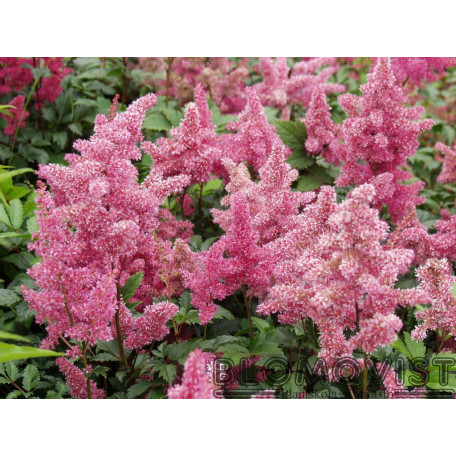 Silverastilbe