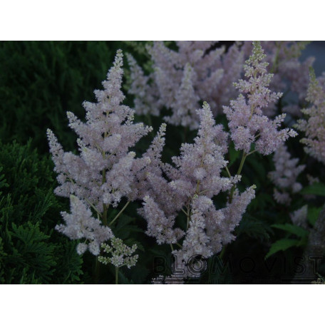 Astilbe