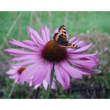 Röd rudbeckia