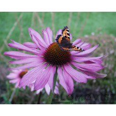 Röd rudbeckia