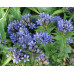Kaukasisk fransgentiana