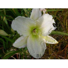Hybrid daglilja