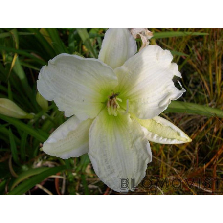Hybrid daglilja