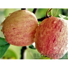 Fruktträd Synonym