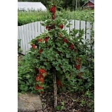 Röda vinbär på stam Röda vinbär på stam