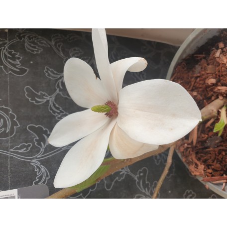 Praktmagnolia