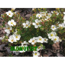 Ölandstok Ölandstok