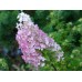 Vipphortensia