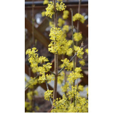 Körsbärskornell Körsbärskornell