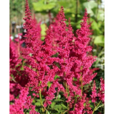 Astilbe